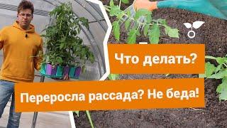 Переросшая рассада — как высадить такие растения на новое место?