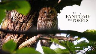 La Chouette Hulotte  Fantôme Des Forêts - Film animalier