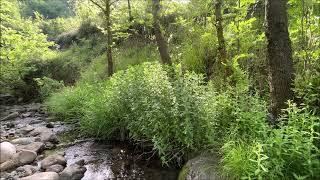 A spring morning in the forest the green stream meeting the sun.. Water and bird sounds relaxation