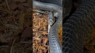 Snakes Eats Snake ️️‼️ You Gotta love this Black Eastern Indigo raw jaw power