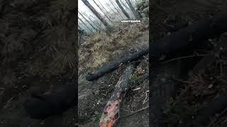 Road to the trench in one shot. Exclusive warfootage  #warinukraine #trenches