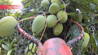 Picking a lot of Alphonso mango from just one mango tree