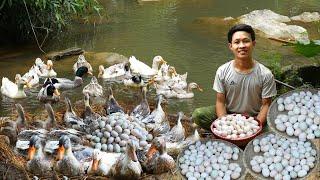 5 month Raise ducks build nests and harvest duck eggs to market sell Gardening to harvest to sell