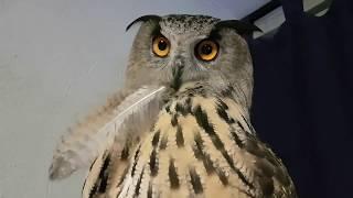 Порция вечерних УГУ по просьбам подписчиков. Eagle Owl Yollka says UHU and mimimi