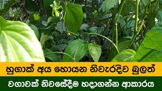 බුලත් දණ්ඩක් නිවැරදිව නිවසේදීම සිටව ගමු