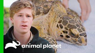 Saving an Endangered Turtle That Swallowed Fishing Hooks  Crikey Its the Irwins