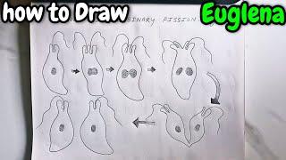 Longitudinal Binary fission in Euglena how to Draw Binary fission in Euglena Diagram