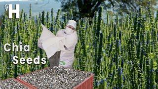 Awesome CHIA SEEDS Cultivation Technology And Harvest - CHIA SEEDS Healthy Benefits  Happy Farm