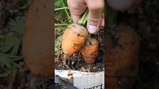 Growing Carrots from Seed to Harvest