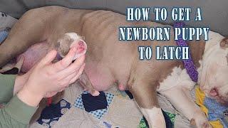 How to get a newborn puppy to latch