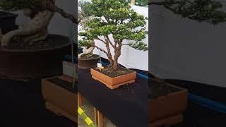 Inspirasi Bonsai-Bonsai di Pamnas