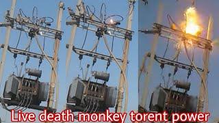 Accident electric shock  Live death on torrent electrical open transformer #monkeyshock