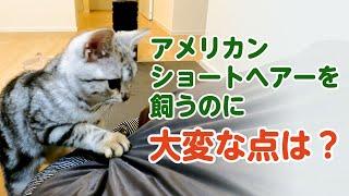 アメショを飼って大変だった点（デメリット）は？