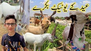 Maweshi mandi 2024  Bought a two goat for qurbani  Bakra mandi rates update