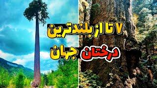 بزرگترین و بلندترین درختان جهان  بزرگترین و بلندترین درختان جهان که باید دید
