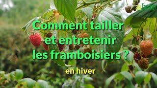 Comment TAILLER et ENTRETENIR les FRAMBOISIERS ? 