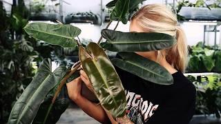 Some sexy NEW Philodendron Hybrids on the market in 2024