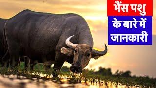 भैंस की पूरी जानकारी Buffalo Information In Hindi