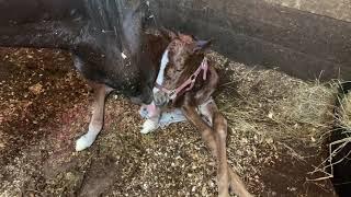 Foals First Bath