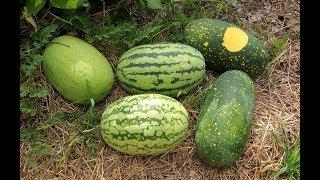 Big Heirloom Watermelon Harvest From The Garden And A Taste Test