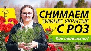 Сибирские розы после зимовки