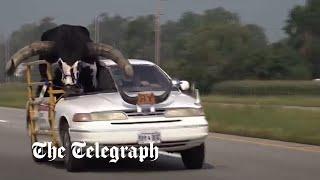 Howdy Doody Police pull over man carrying enormous bull in his car