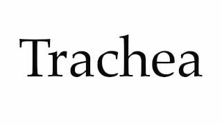 How to Pronounce Trachea
