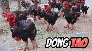 Characteristics and Treatment of Dong Tao Chicken