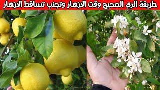 تنظيم ري شجرة الليمون وقت الازهار وعلاج تساقط الازهار