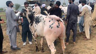 Fateh jangi Racer bull