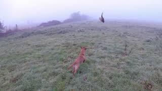 Introducing Drake the fox red labrador