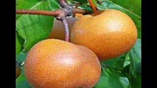 Korean Giant Asian Pear Fruit Review