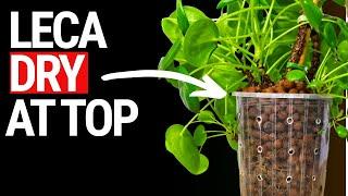 The Truth About Dry Leca at the Top of Your Pots