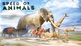 SPEED COMPARISON 3D  Animals 