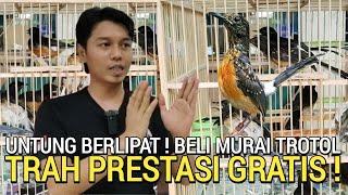 NO HOAX  APA NGGAK RUGI BOS ..MURAI BATU BUAT GRATIS SETIAP BULAN DI BOWO MURAI JELAMBAR