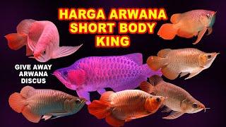 HARGA ARWANA SHORT BODY KING  AROWANA SUPER RED  SR SB KING SUMO  IKAN SULTAN  MAIN IKAN