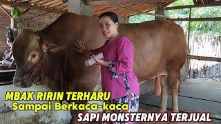 RAWAT SELAMA 2 TAHUN AKHIRNYA SAPI MONSTER 1 TON UP  TERJUAL BIKIN BIKIN SEDIH PAWANGNYA