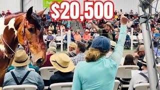 THIS WAS INTENSE BIDDING ON THE MOST HANDSOME DRAFT HORSE AT THE AUCTION