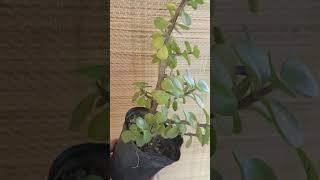 portuacaria afra . lo hacemos bonsai?