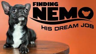 FINDING NEMO A SPECIAL HOME  Sweetie Pie Pets by Kelly Swift