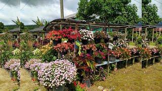 INSPIRASI TANAMAN HIAS BERBUNGA INDAH..UNTUK MEWARNAI TAMAN RUMAH..