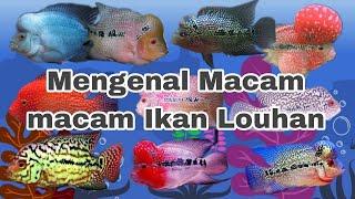 Mengenal Macam Macam Ikan Louhan