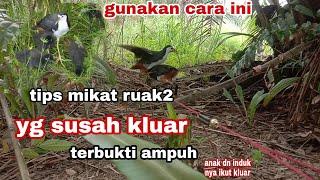 tips cara mengatasi burung ruak ruak yang susah kluar birt trap