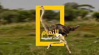 النعام.. عداء الطبيعة