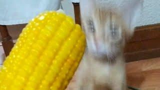 cat steals my corn 