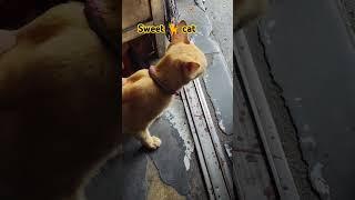 sweet cats moments #trending #cuteanimal #cat #catlover #cutecat