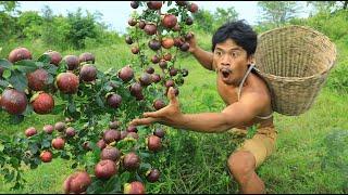Mangosteen Harvest Season  Lots of mangoes in the forest Catch wild chickens by hand