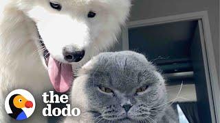 Dog Tries For Two Years To Win This Cat Over  The Dodo Odd Couples