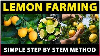 Lemon Farming  Lime Farming  Citrus Fruit Cultivation Planting Harvesting