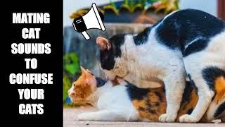 Mating Cat Sounds to Attract Cats